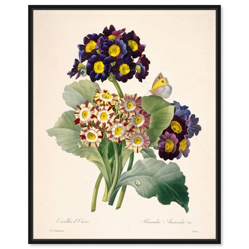 Auricula Varieties Canvas by Art Remedy - Black - 16" x 20"