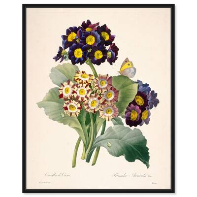 Auricula Varieties Canvas by Art Remedy