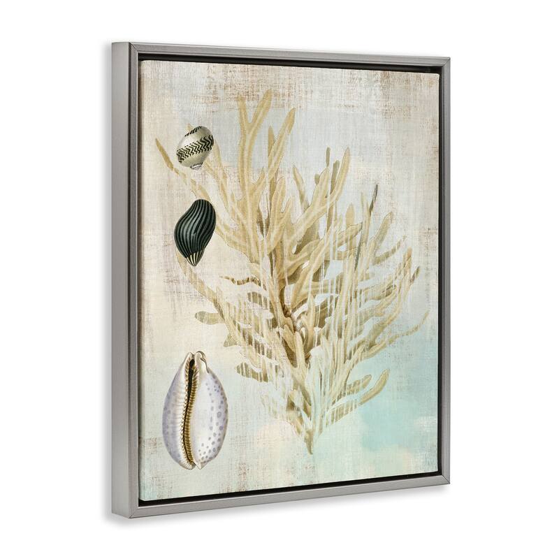 Stupell Coral Branch & Cowrie Shells Framed Floater Canvas Wall Art Design By Susan Arnot