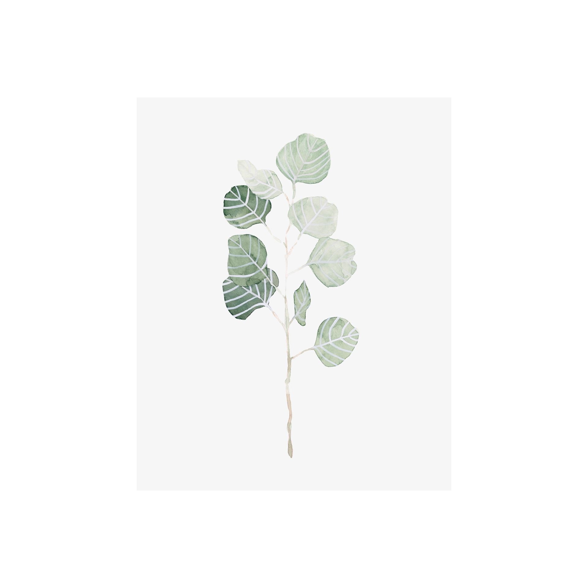 Mercana Soft Eucalyptus Branch I (28 x 35) Canvas Art Print