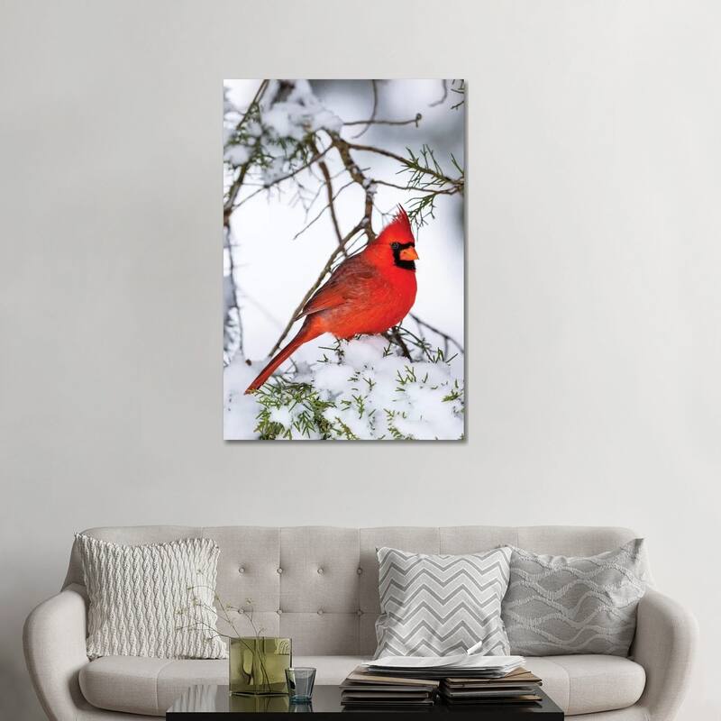 iCanvas "Northern Cardinal Perching On Snowcapped Juniper Tree Branch, Marion County, Illinois" by Panoramic Images Canvas Print - 48x32x1.5