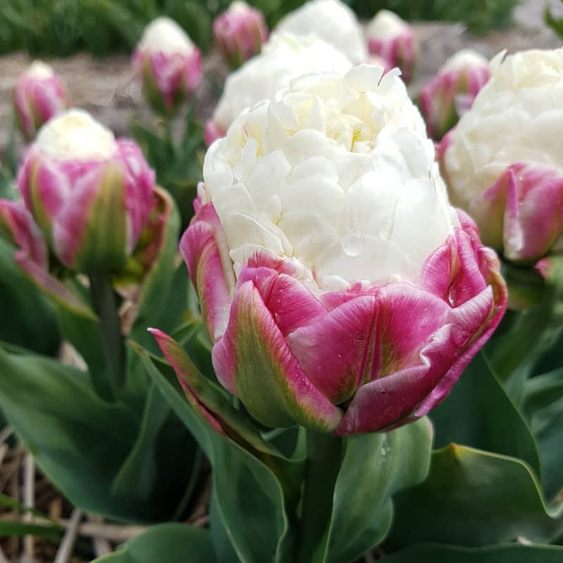 Double Scoop Ice Cream Tulips - Red & White Flowers - 9 Bulbs - Attracts Butterflies, Bees & Hummingbirds - 9 Bulbs