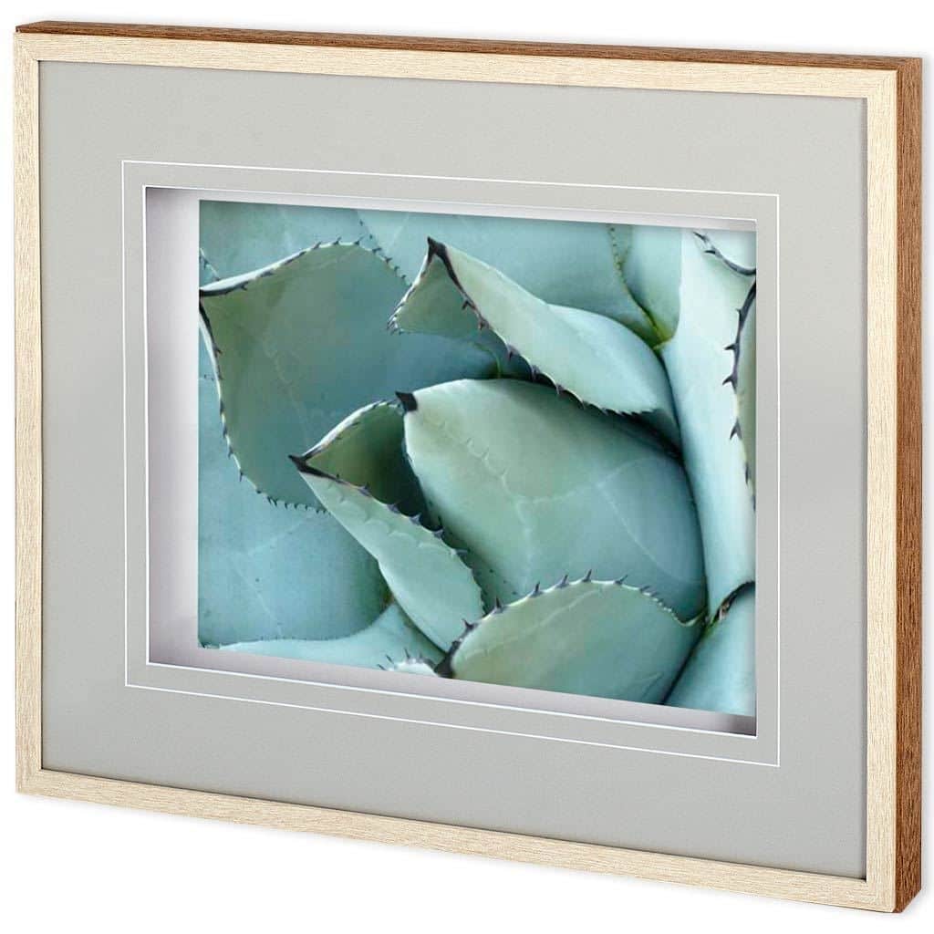 Agave Detail I Framed Art Print