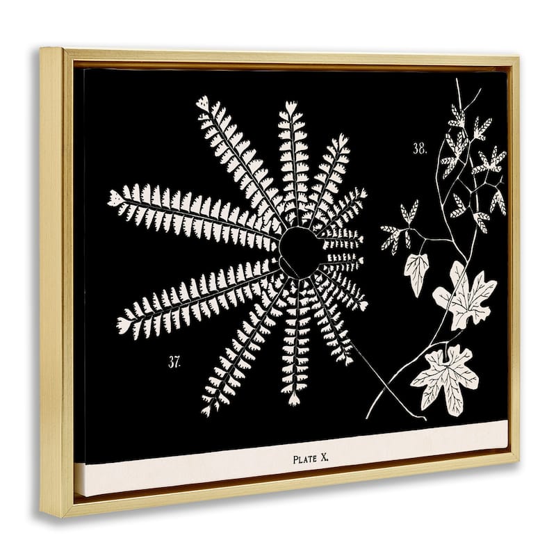 Stupell Ferns & Leaves on Black Framed Floater Canvas Wall Art Design By Phillipa Katz