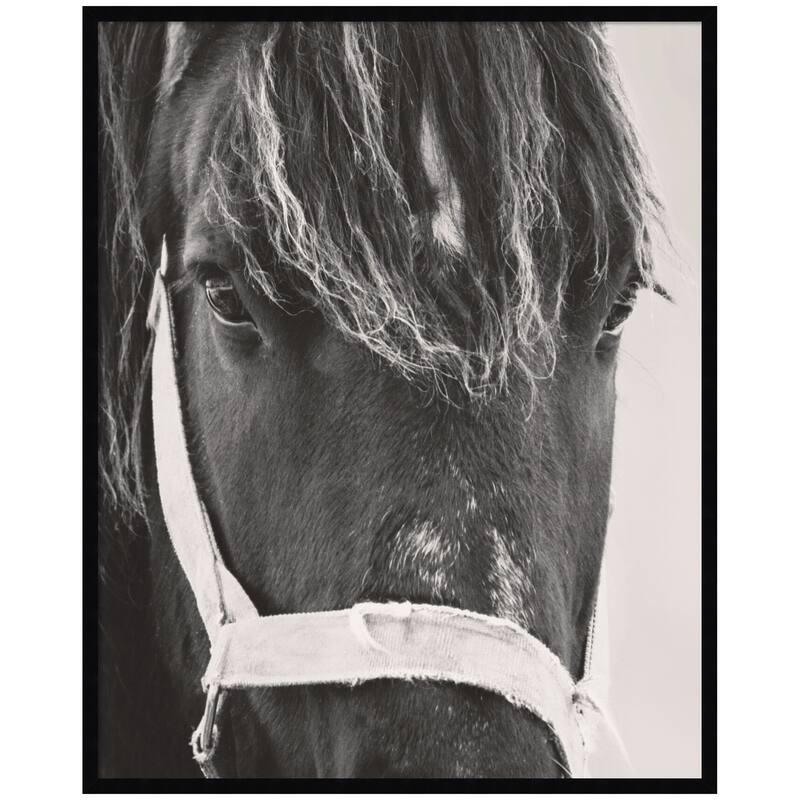 Kate and Laurel Black Horse by Emiko and Mark Franzen F2 Images Framed Wall Art Print - 33 x 41 - Black