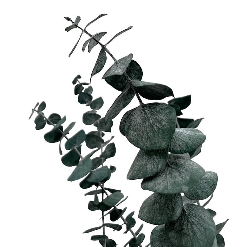 Bundle of 4 Preserved Eucalyptus Leaves ,17-23" long - 20 inches