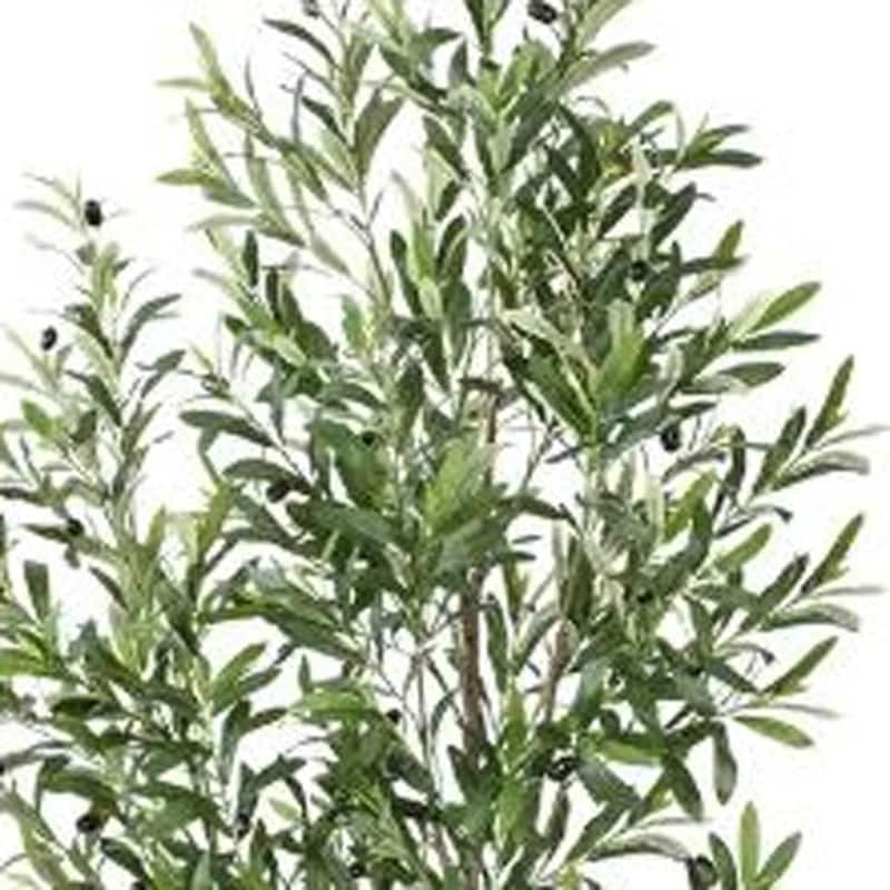 HomeRoots 71" Green Artificial Olive Tree in a White Pot - 7.48 in. x 70.87 in. x 8.27 in.