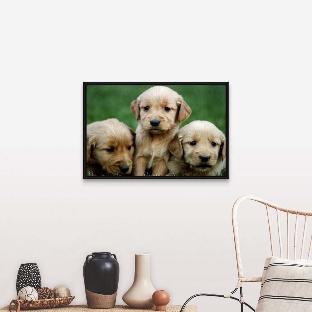 Three Golden Retriever Puppies Black Float Frame Canvas Art Overstock 25495452