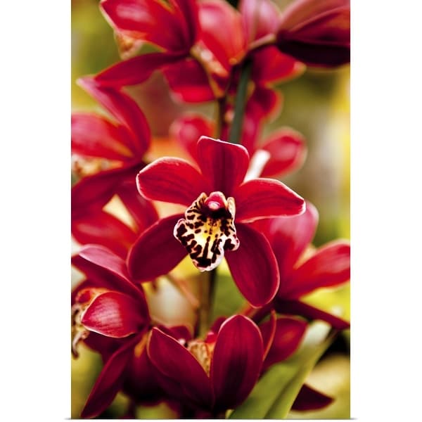 "Red Orchid flowers." Poster Print