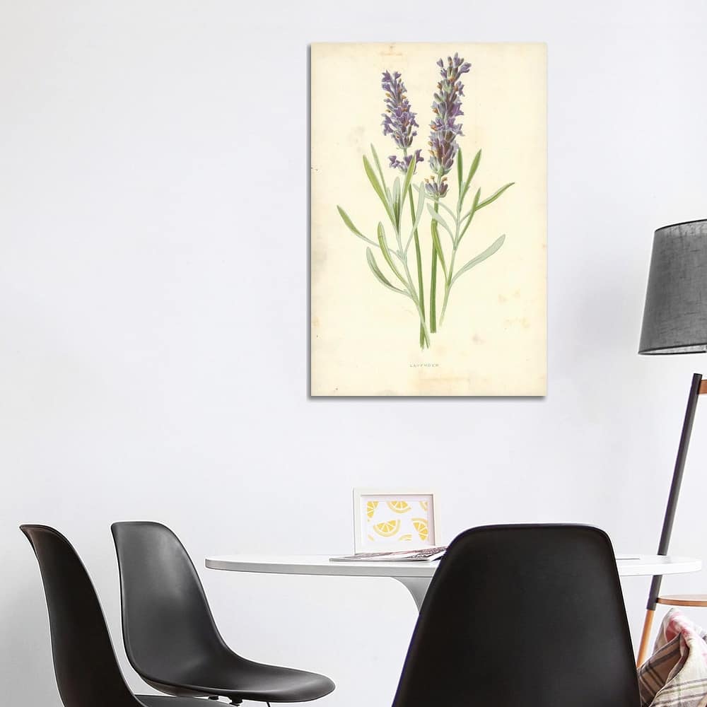iCanvas "Lavender (Illustration From Familiar Garden Flowers, 1st Series)" by Frederick Edward Hulme Canvas Print