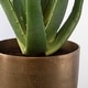 preview thumbnail 4 of 2, Uttermost Arabia Aloe Planter - 19.7"W x 37"H x 19.7"D
