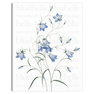 Bluebells Text by Design Lab Canvas Art Print