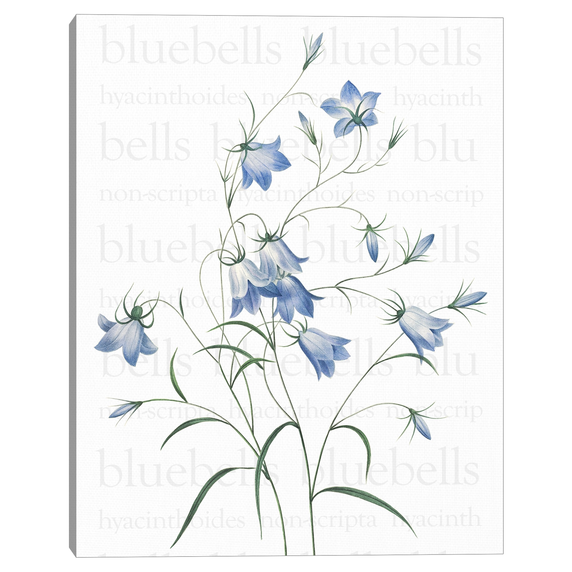Bluebells Text by Design Lab Canvas Art Print