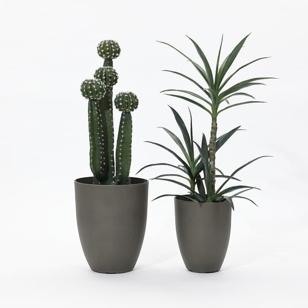 air plants near me Air Plant Grab Bag of Small, Medium & Large Tillandsias 10, 20 or 30 Packs - Save up to 50%, 10 Pack