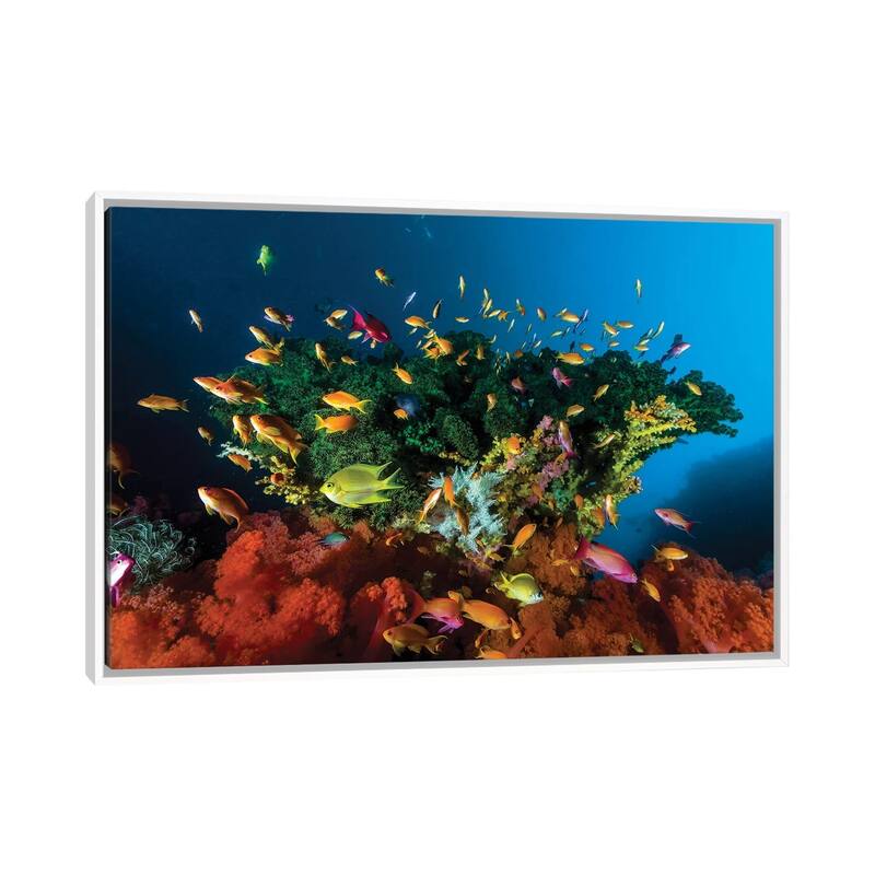iCanvas "Reef Scene With Anthias Fish, Cebu, Philippines" by Bruce Shafer Framed - White - 18x26