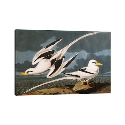 iCanvas "Tropic Bird plate CCLXII from 'The Birds of America'" by John James Audubon Canvas Print