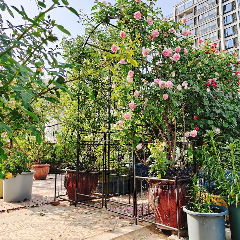 Metal Garden Arch Climbing Plants Support Rose Arch Outdoor Black