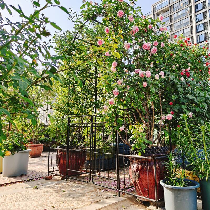 Metal Garden Arch with Gate 79.5'' Wide x 86.6'' High Climbing Plants Support Rose Arch Outdoor