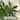 Everleaf 84" Faux Money Tree in Black Nursery Pot - Indoor Realistic Artificial Tropical Pachira Aquatica Plant