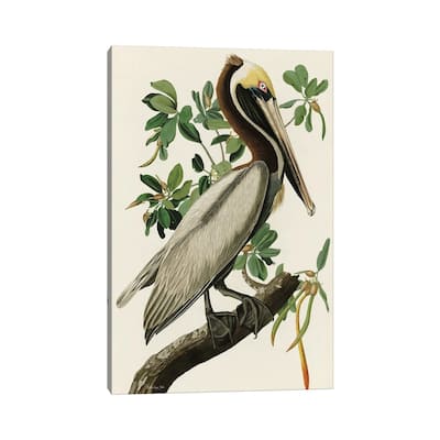iCanvas "Audubon Brown Pelican" by Stellar Design Studio Canvas Print