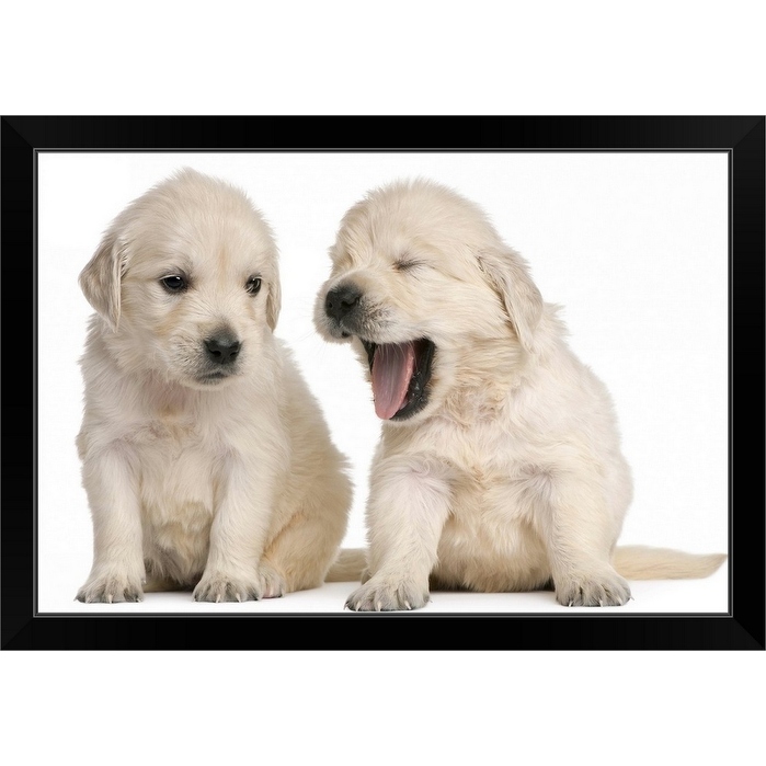 Done deal sales golden retriever
