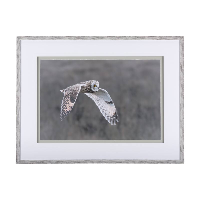 Owl in Flight Framed Art Print