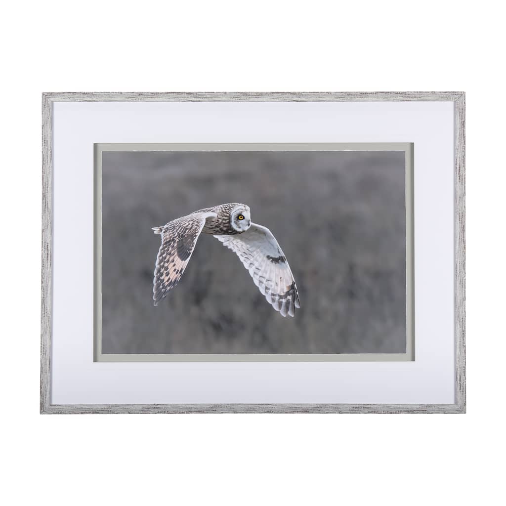 Owl in Flight Framed Art Print