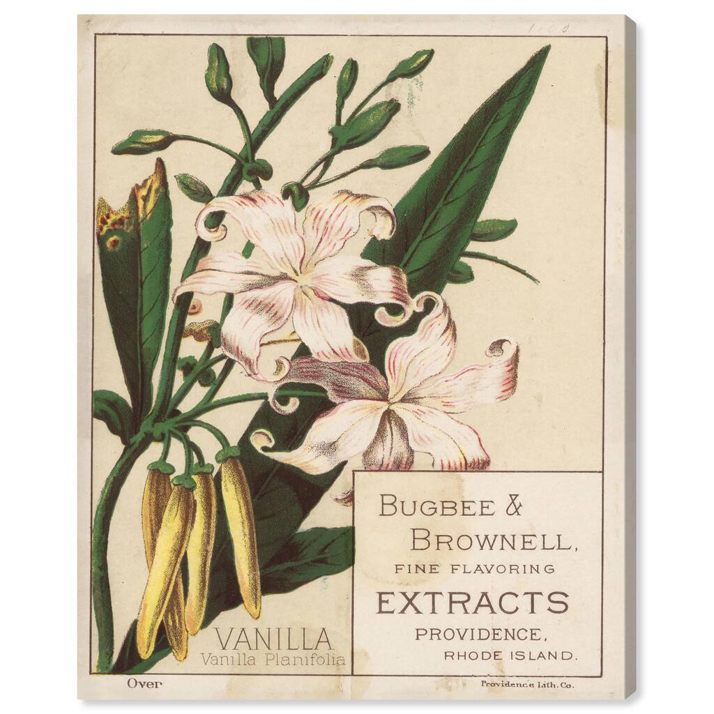Vanilla Planifolia Canvas by Art Remedy, Gallery Wrapped