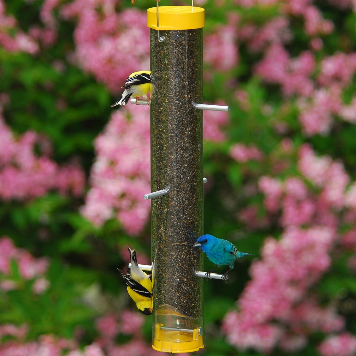 Shop Droll Yankeesa Buf16 Upside Down Gold Finch Bird Feeder 16