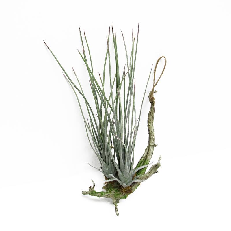 Frosted Green Artificial Tillandsia Succulent Hanging Air Plant 11.75in - Frosted Green - 11.75" H x 5" W x 5" DP