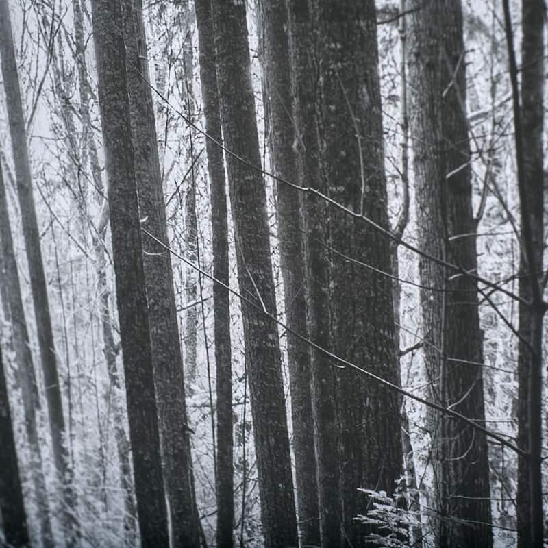Lowland Winter Forest No 13, Tiger Mountain Framed Art Print