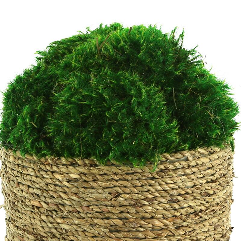 Moss Arranged in Large Strawgrass Pot - Green