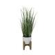 50" Onion Grass in 10" Cathedral Ceramic Pot - 30"H Small