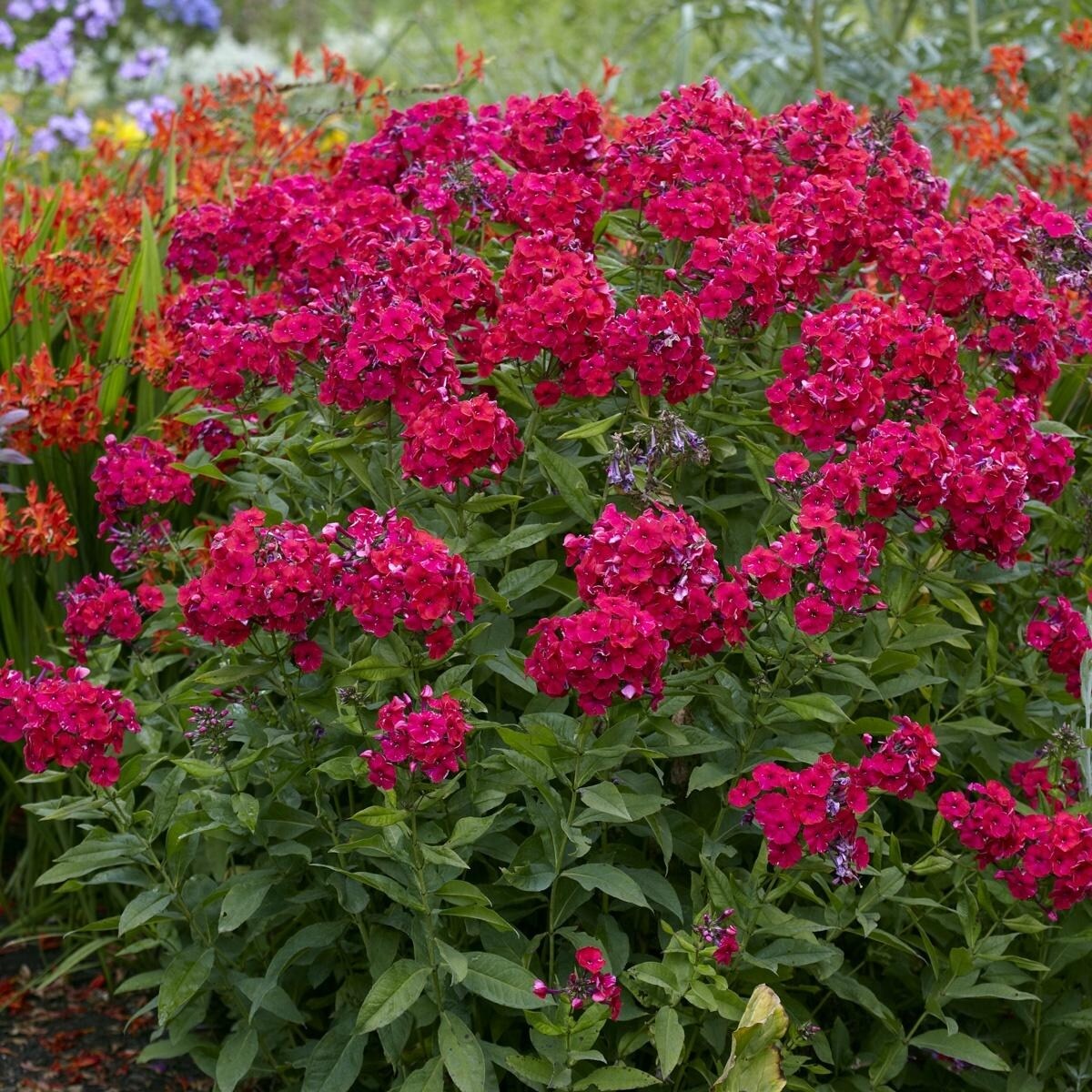 Van Zyverden Tall Phlox Red Riding Hood Set of 5 Roots - Bed Bath