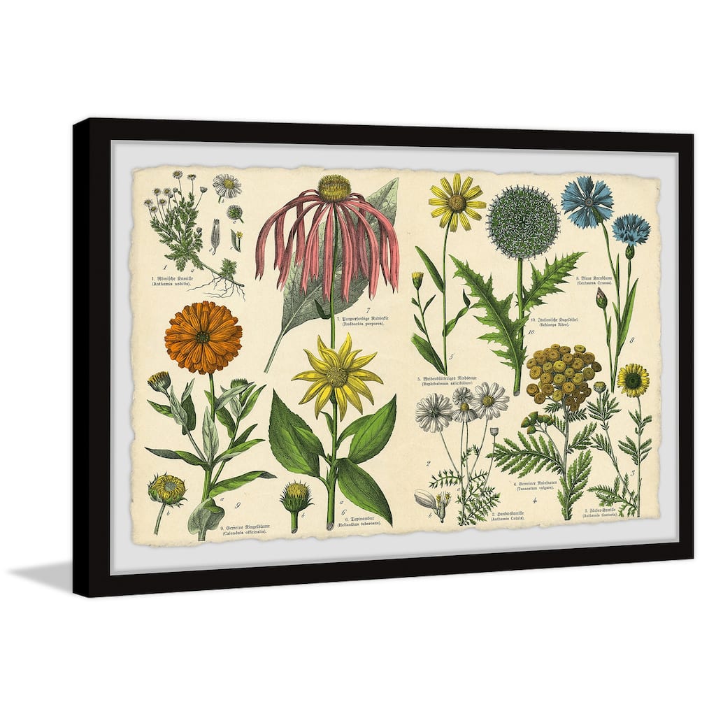 Southern Globethistle Framed Print