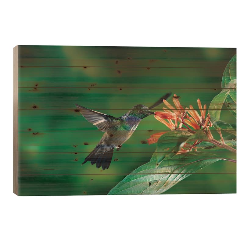 Blue-Chested Hummingbird Male Feeding At And Pollinating Flowers, Costa Rica Print On Wood by Michael & Patricia Fogden - 26x40x1.5