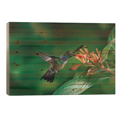 Blue-Chested Hummingbird Male Feeding At And Pollinating Flowers, Costa Rica Print On Wood by Michael & Patricia Fogden