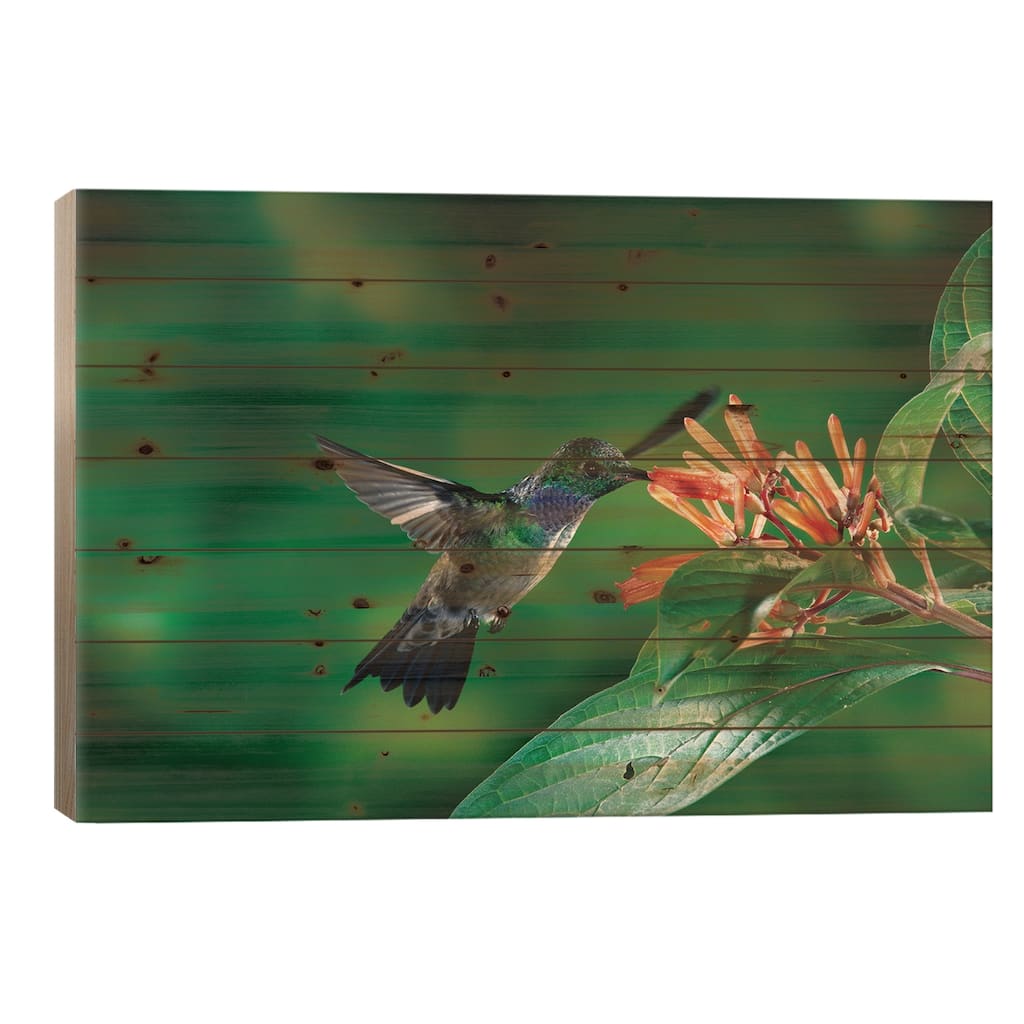 Blue-Chested Hummingbird Male Feeding At And Pollinating Flowers, Costa Rica Print On Wood by Michael & Patricia Fogden