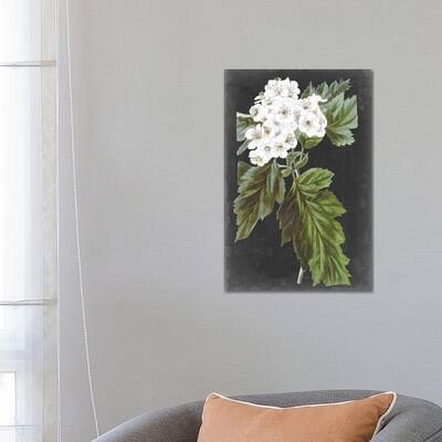 iCanvas "Dramatic White Flowers IV" by Vision Studio Canvas Print