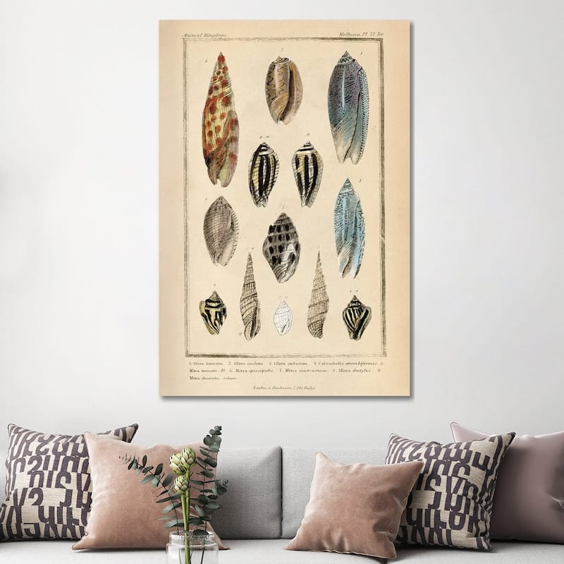 iCanvas "Mollusks I" by Piddix Canvas Print