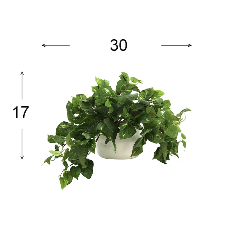 Pothos Plant in Ceramic Pot