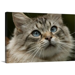 Shop Cat With Blue Eyes Multi Color Free Shipping Today