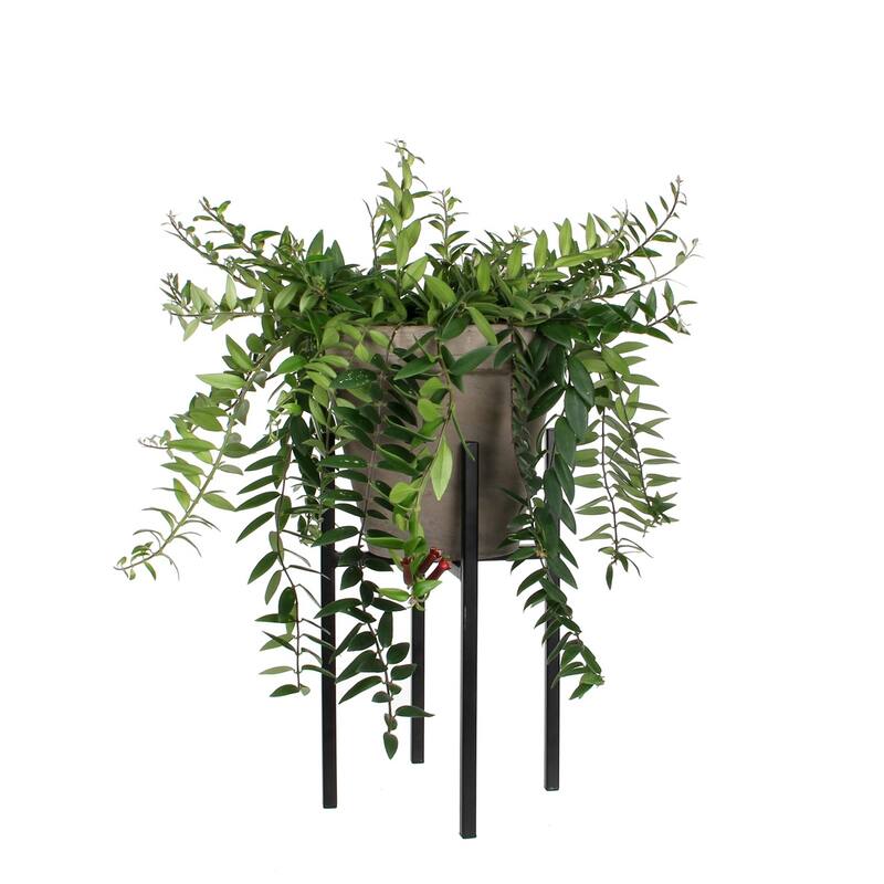 Ascot Plant Stand Black 6.5"Dia - A - Black