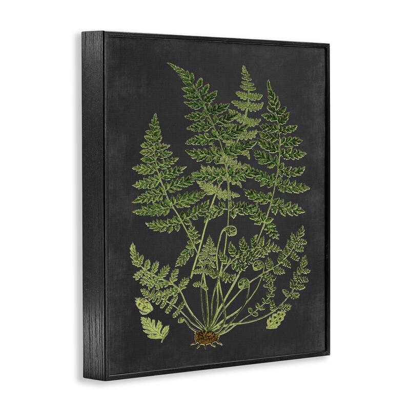 Stupell Botanical Drawing Green Black Design Framed Giclee Texturized Art by Lettered and Lined