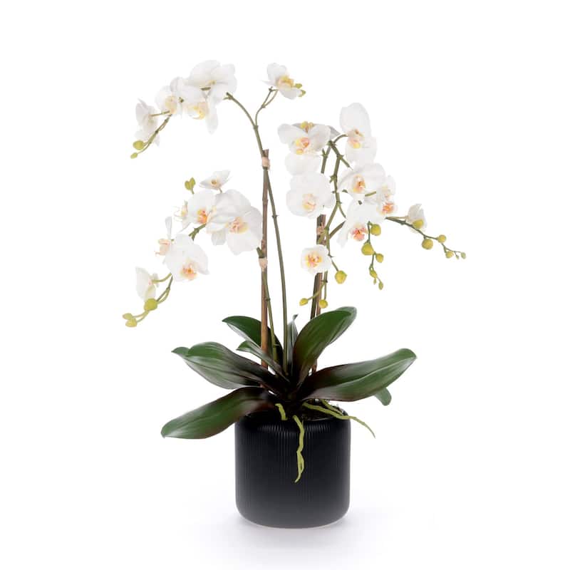 White Orchid Flower Arrangement in Black Pot