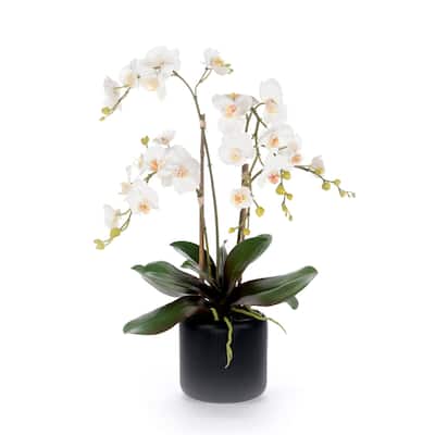 White Orchid Flower Arrangement in Black Pot