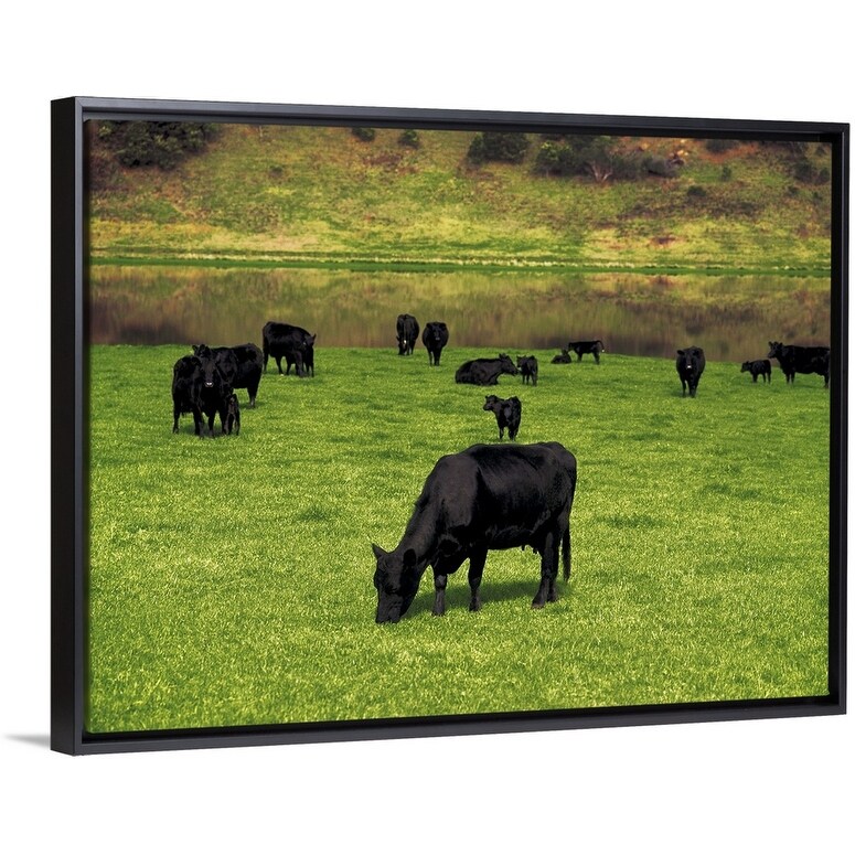Shop Aberdeen Angus Beef Cattle Near Princetown Victoria