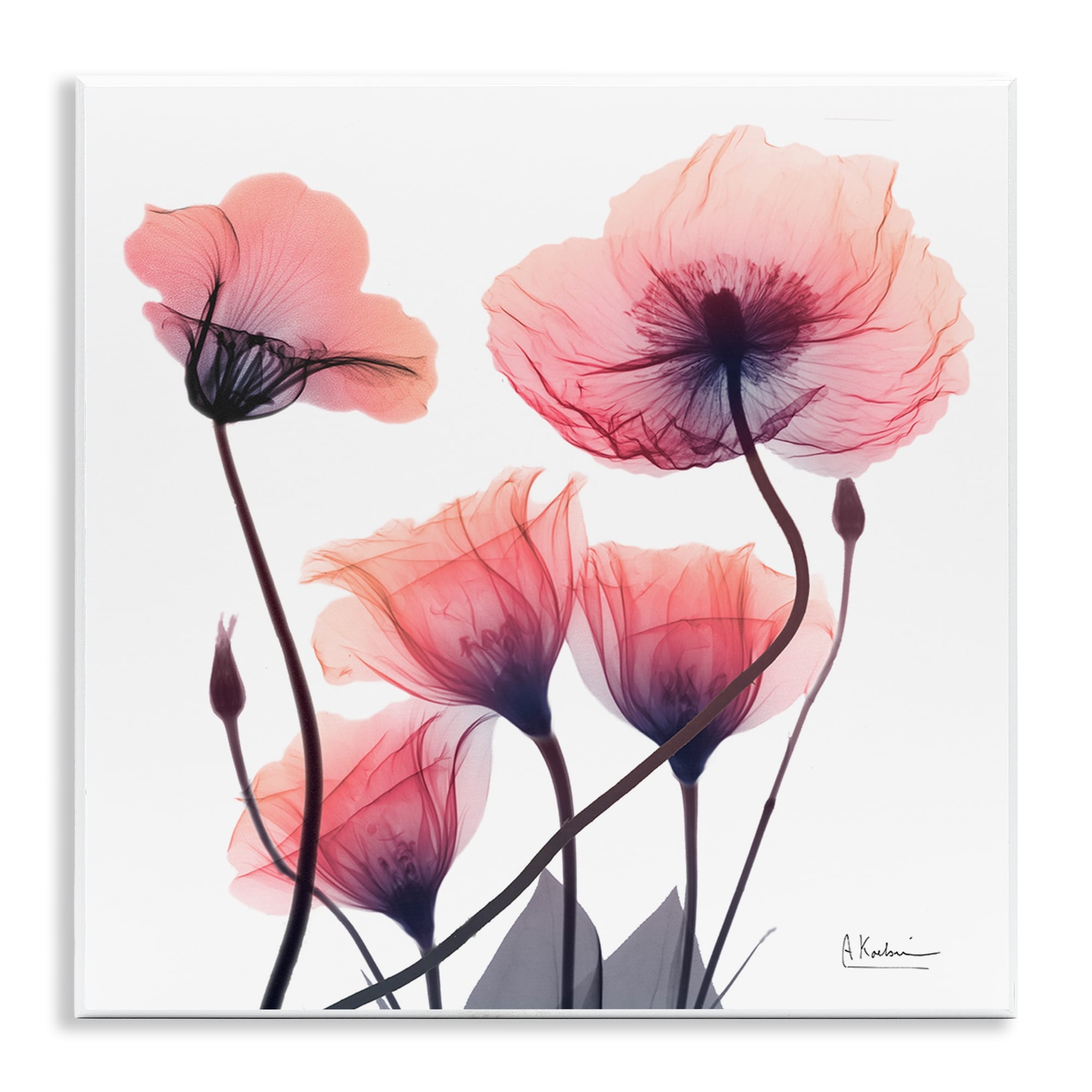 Stupell Elegant Modern Poppy Buds Wall Plaque Art Design By Albert Koetsier