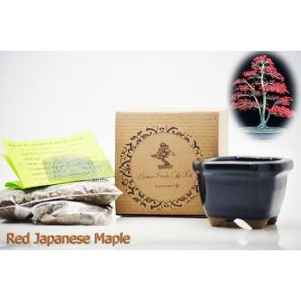 Shop 9greenbox Bonsai Seed Kit Red Japanese Maple Bonsai Overstock 17825076