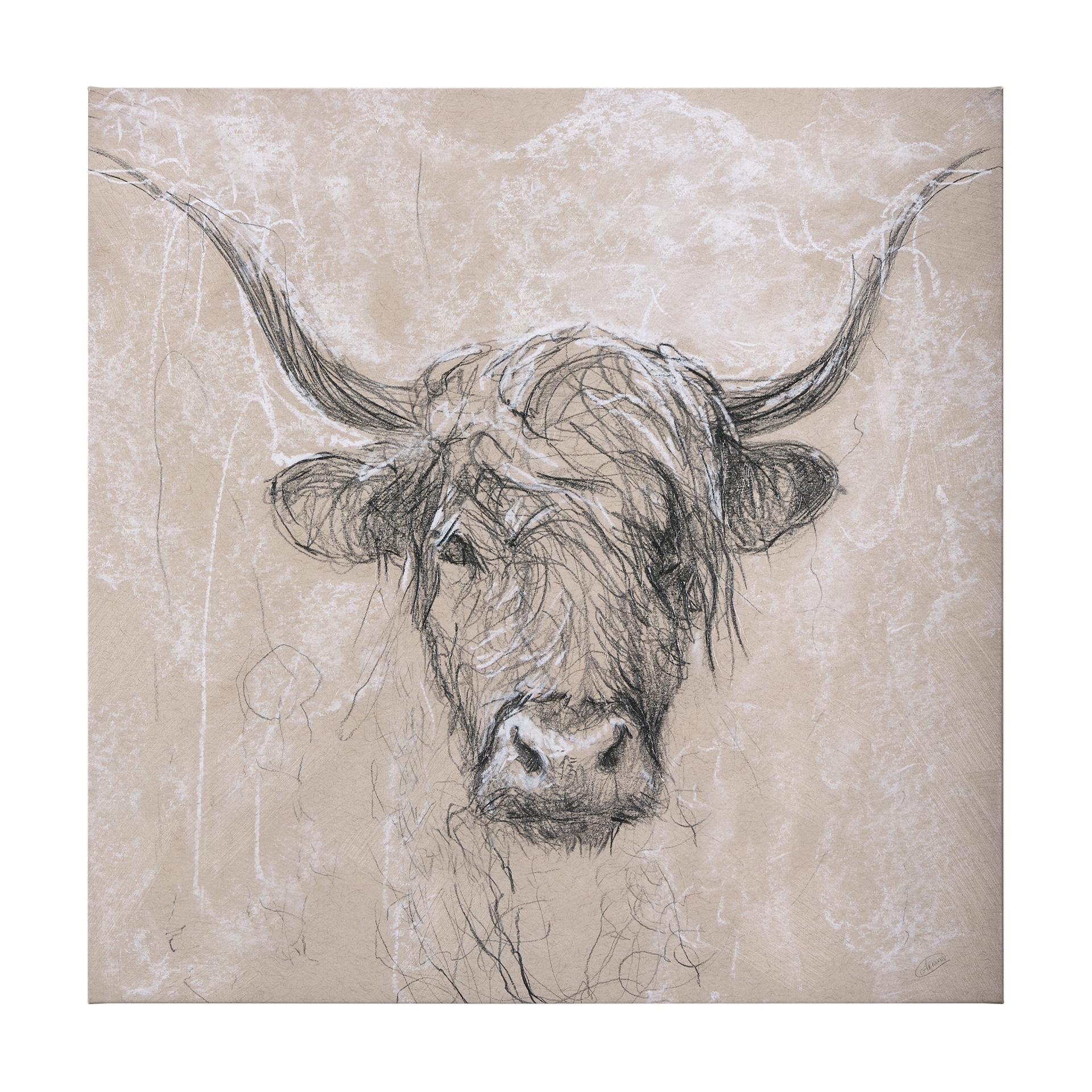 Sketch of Animal VIII (Highland Bull) (44 x 44) Canvas Art Print